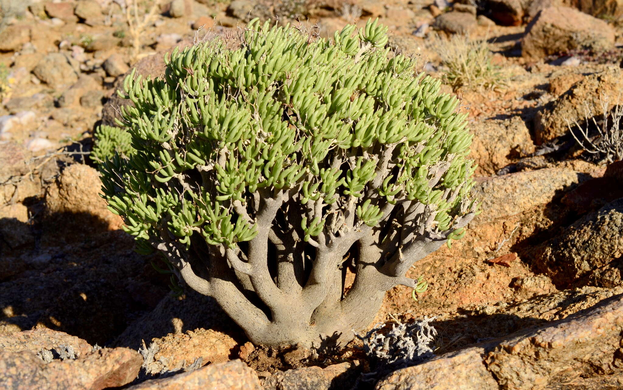 Tylecodon hallii (H. Tölken) H. Tölken resmi