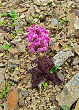 Слика од Pedicularis chamissonis Stev.