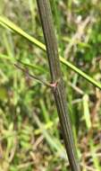 Image of Stenanthium densum (Desr.) Zomlefer & Judd