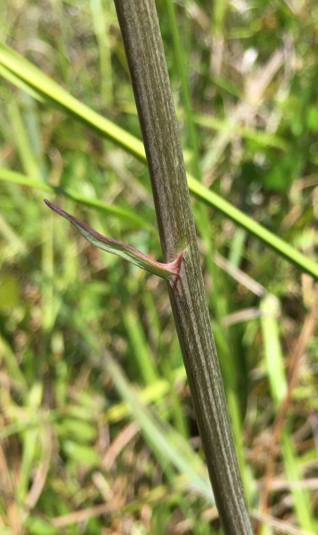 Image of Stenanthium densum (Desr.) Zomlefer & Judd