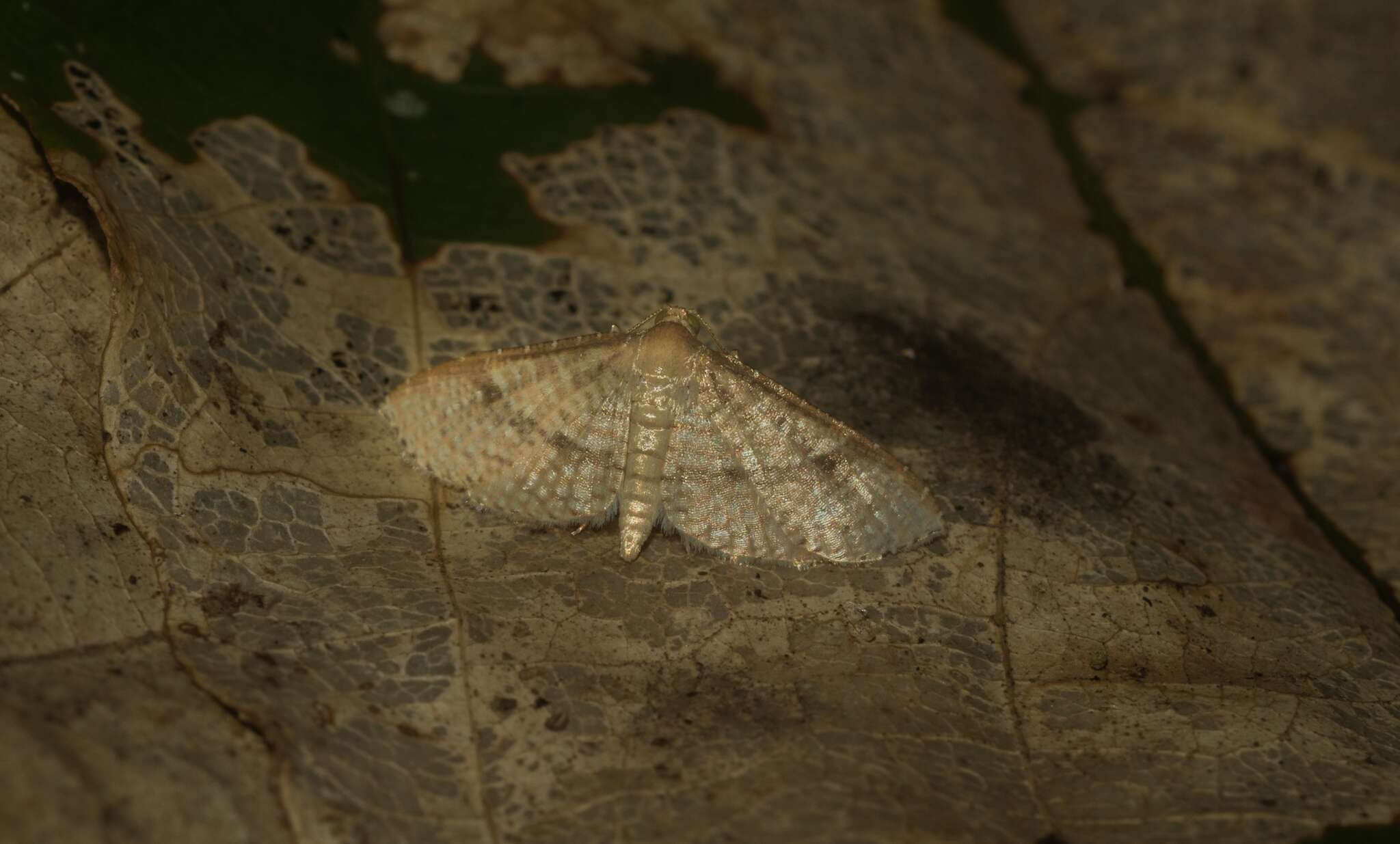 Image of Addaea subtessellata Walker 1866