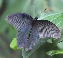 Image of Spangle Butterfly