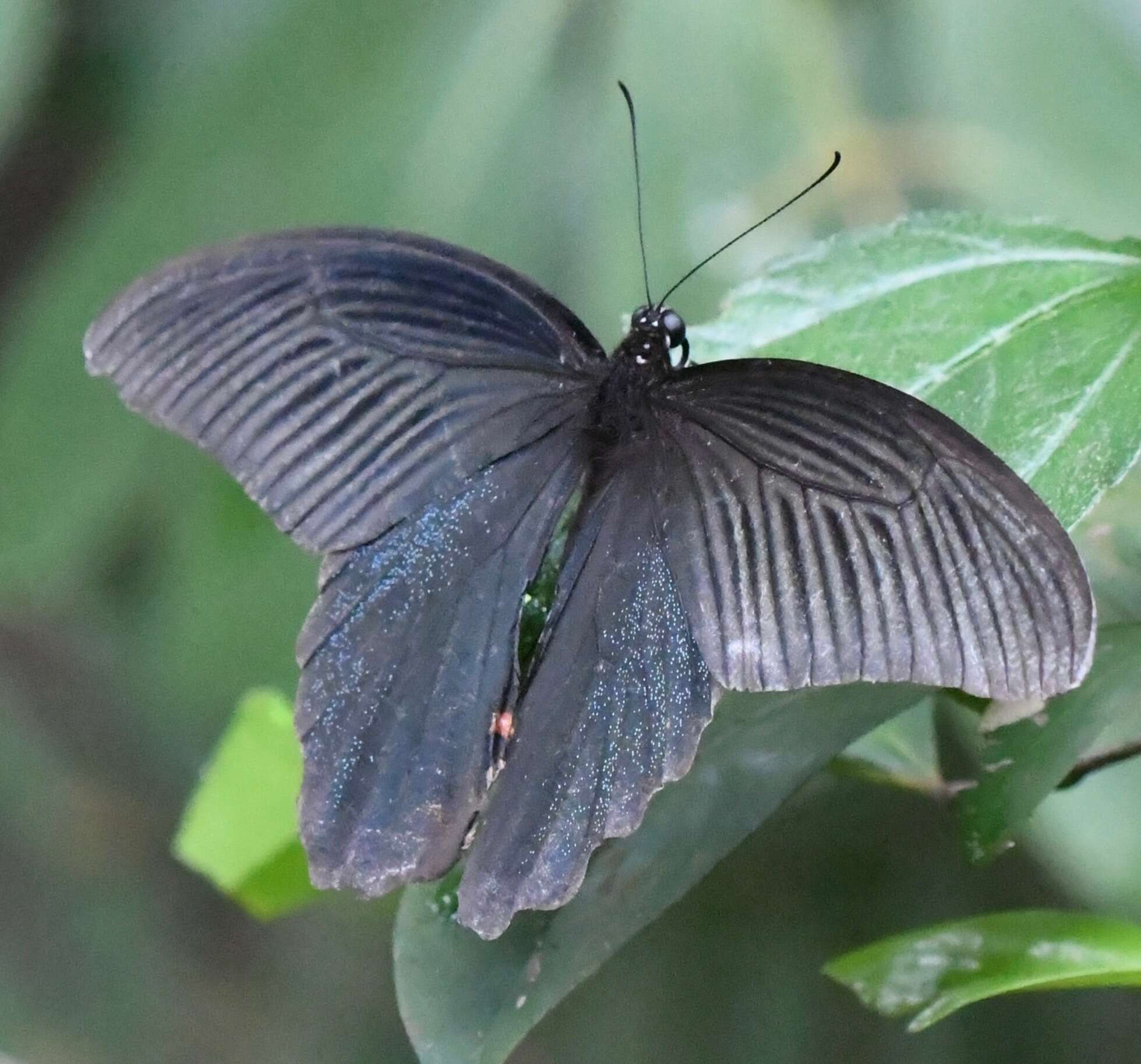 Image of Papilio protenor Cramer (1775)