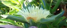 Image of Carpobrotus edulis subsp. edulis