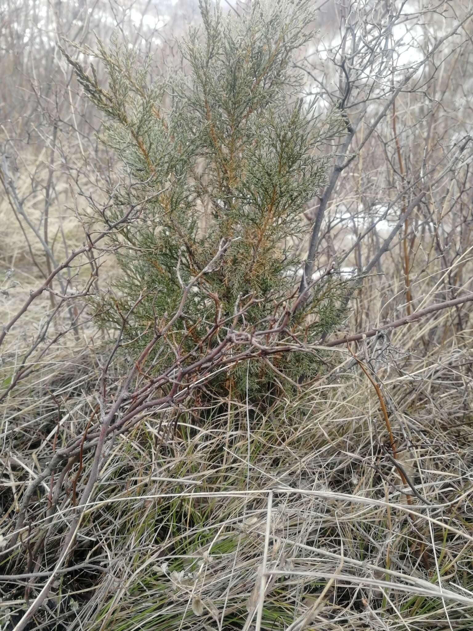 صورة Juniperus pseudosabina Fisch. & C. A. Mey.