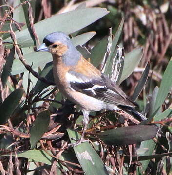 Image of Fringilla coelebs gengleri Kleinschmidt & O 1909