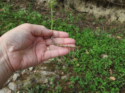 Image of sticky hedgehyssop