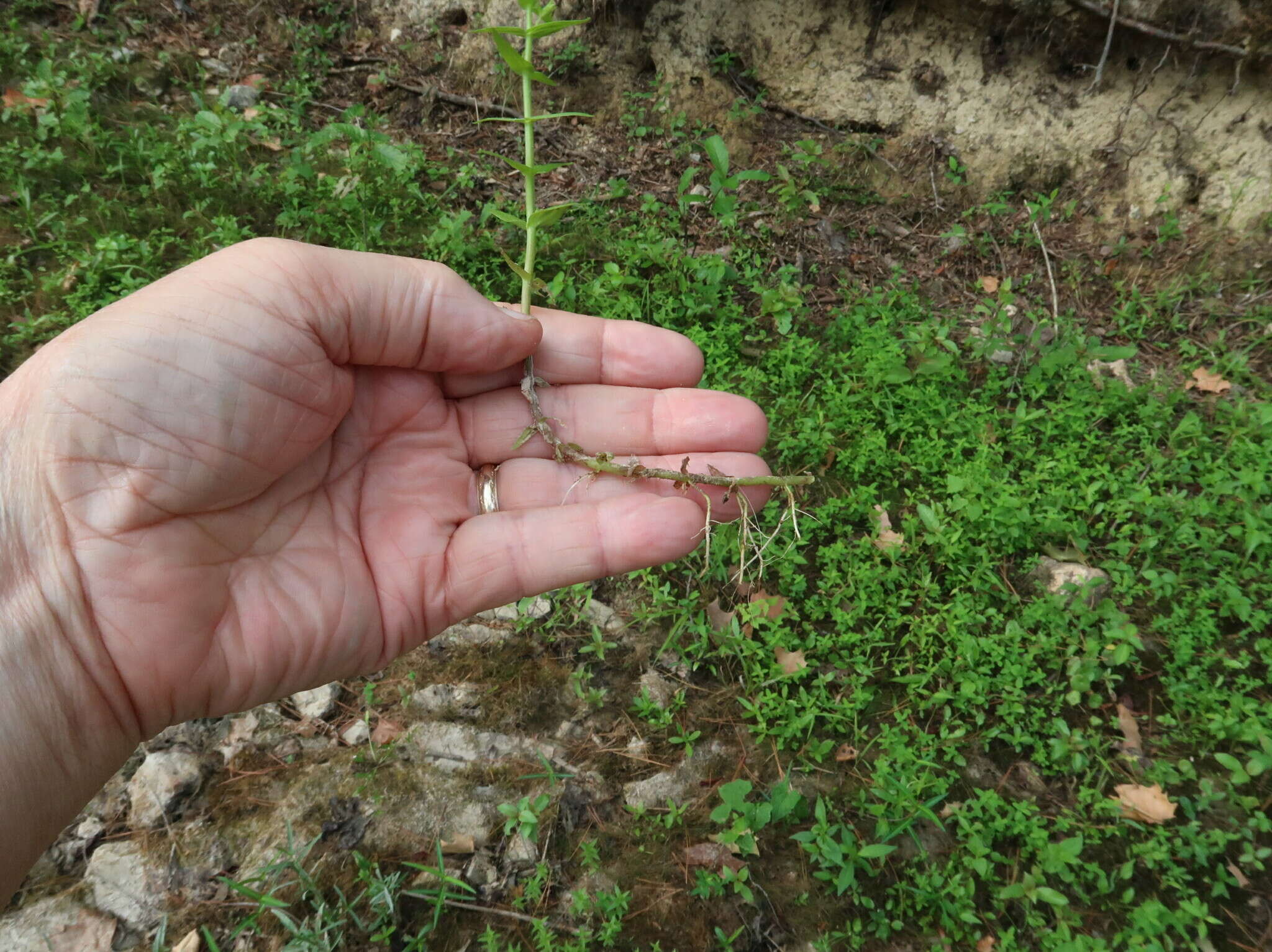 Gratiola brevifolia Raf.的圖片