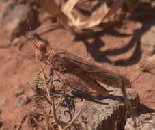 Image of Wrangler Grasshopper