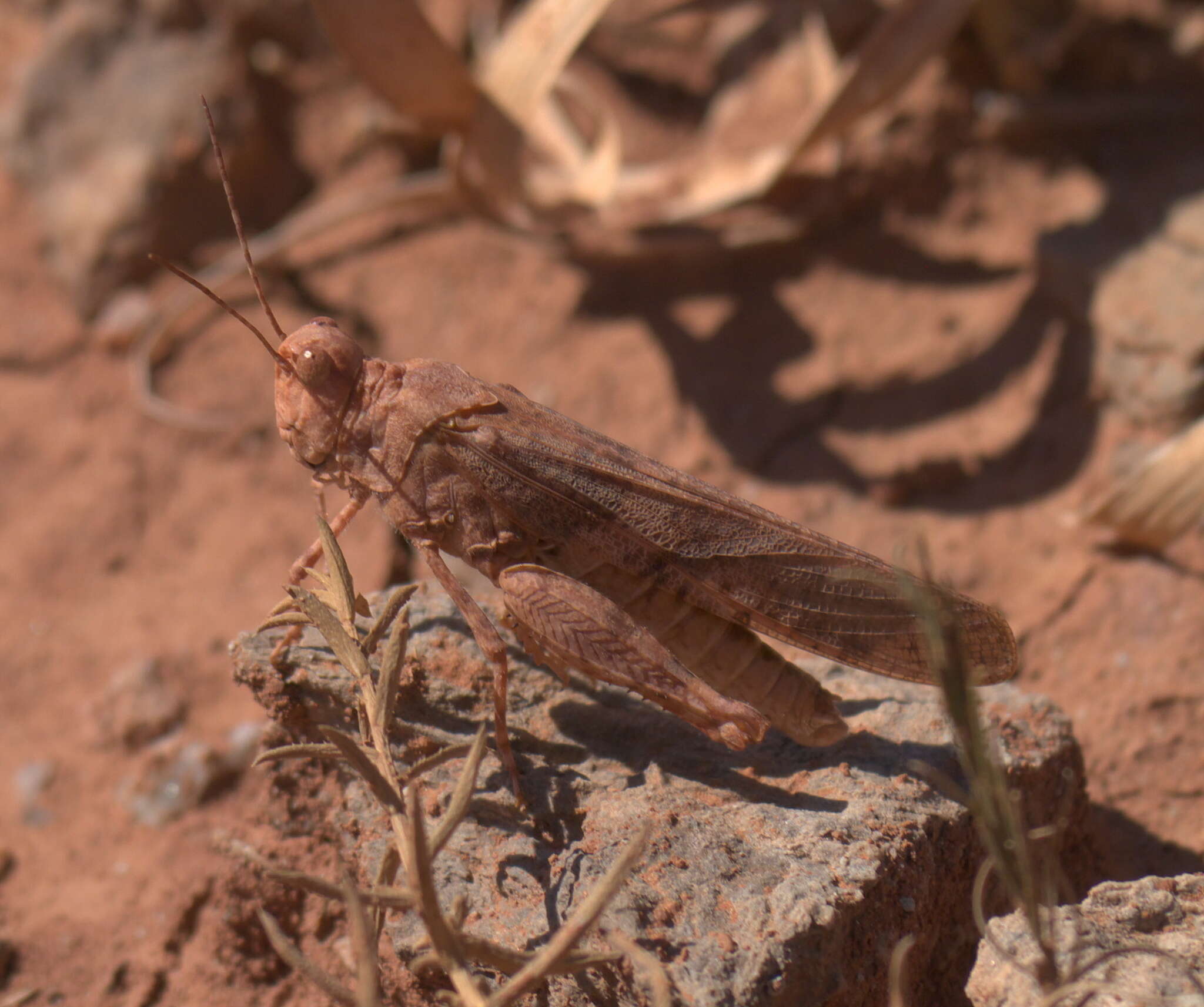 Image of Wrangler Grasshopper