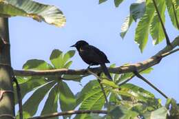 Icterus cayanensis (Linnaeus 1766)的圖片