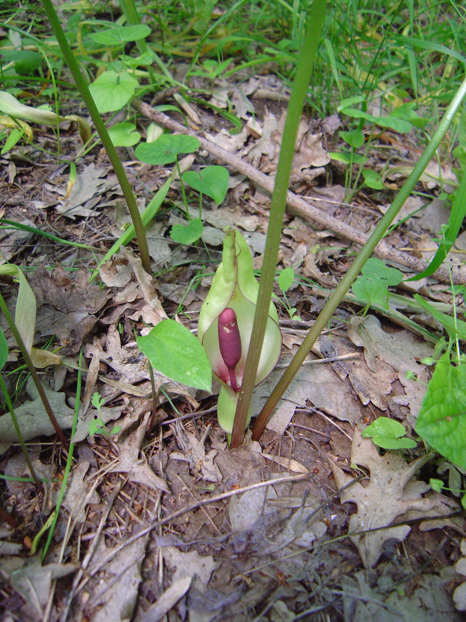 Image de Arum orientale M. Bieb.