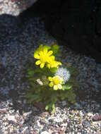 Image of Senecio incrassatus Lowe