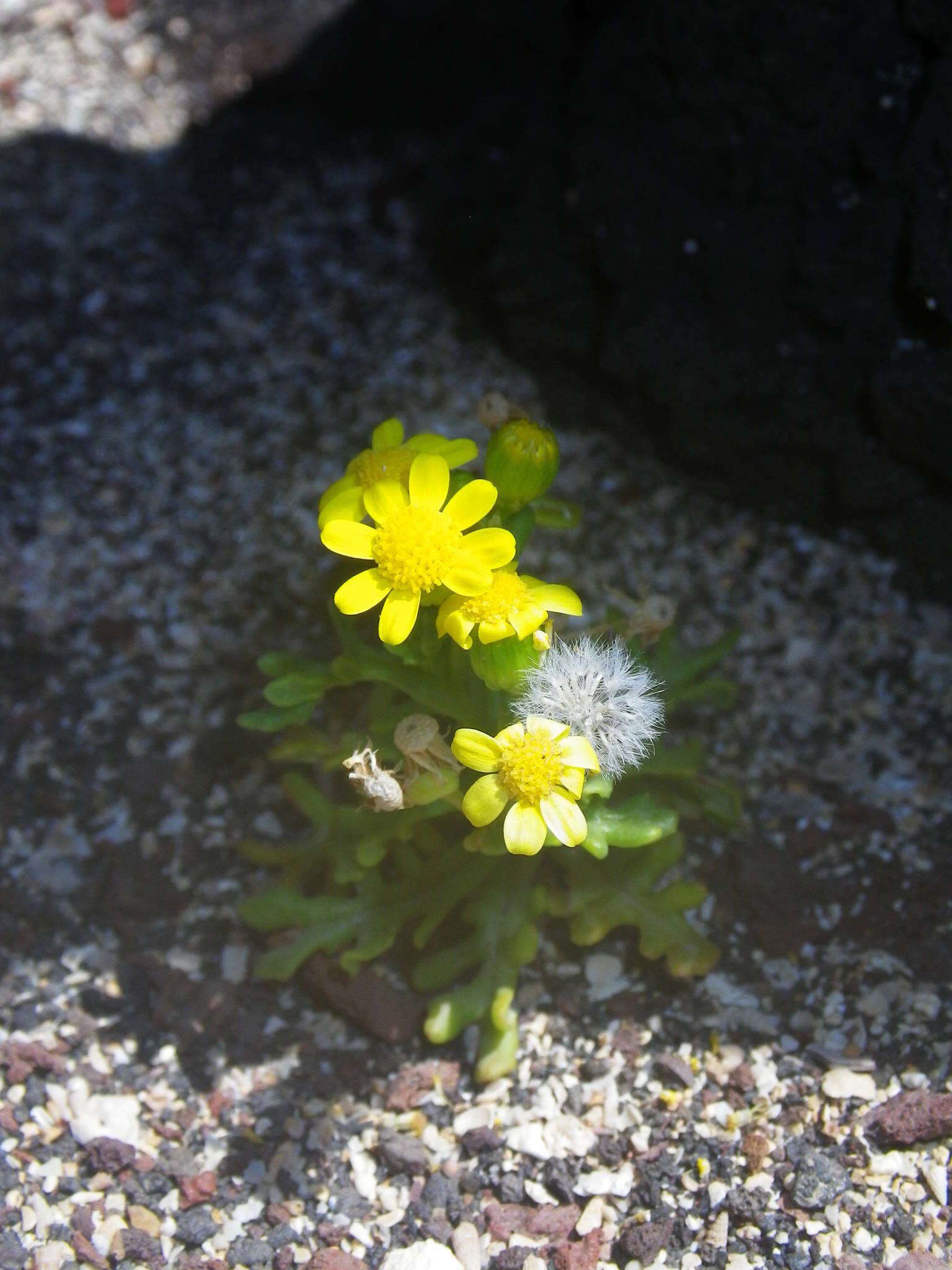 Image of Senecio incrassatus Lowe