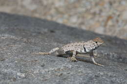 Image of Sceloporus merriami annulatus Smith 1937