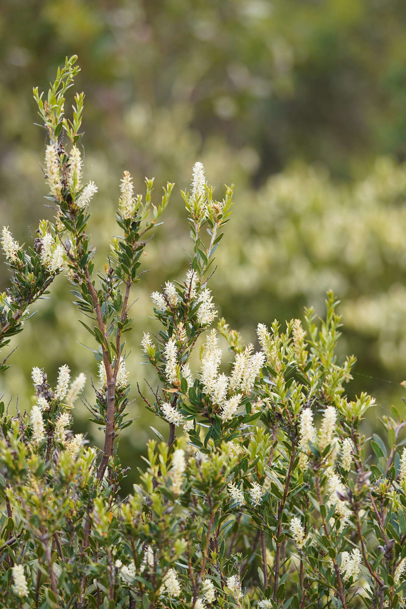 Image of Orites lancifolia F. Müll.