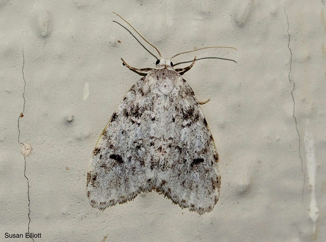 Image of Little White Lichen Moth