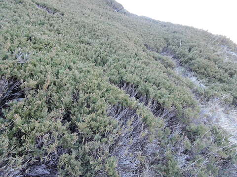 Image of Juniperus sabina var. balkanensis