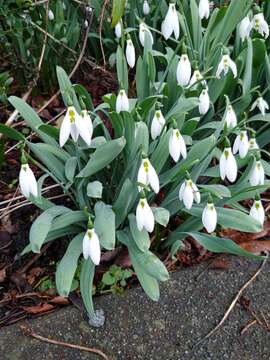 Image of giant snowdrop