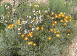 Imagem de Drosanthemum bicolor L. Bol.