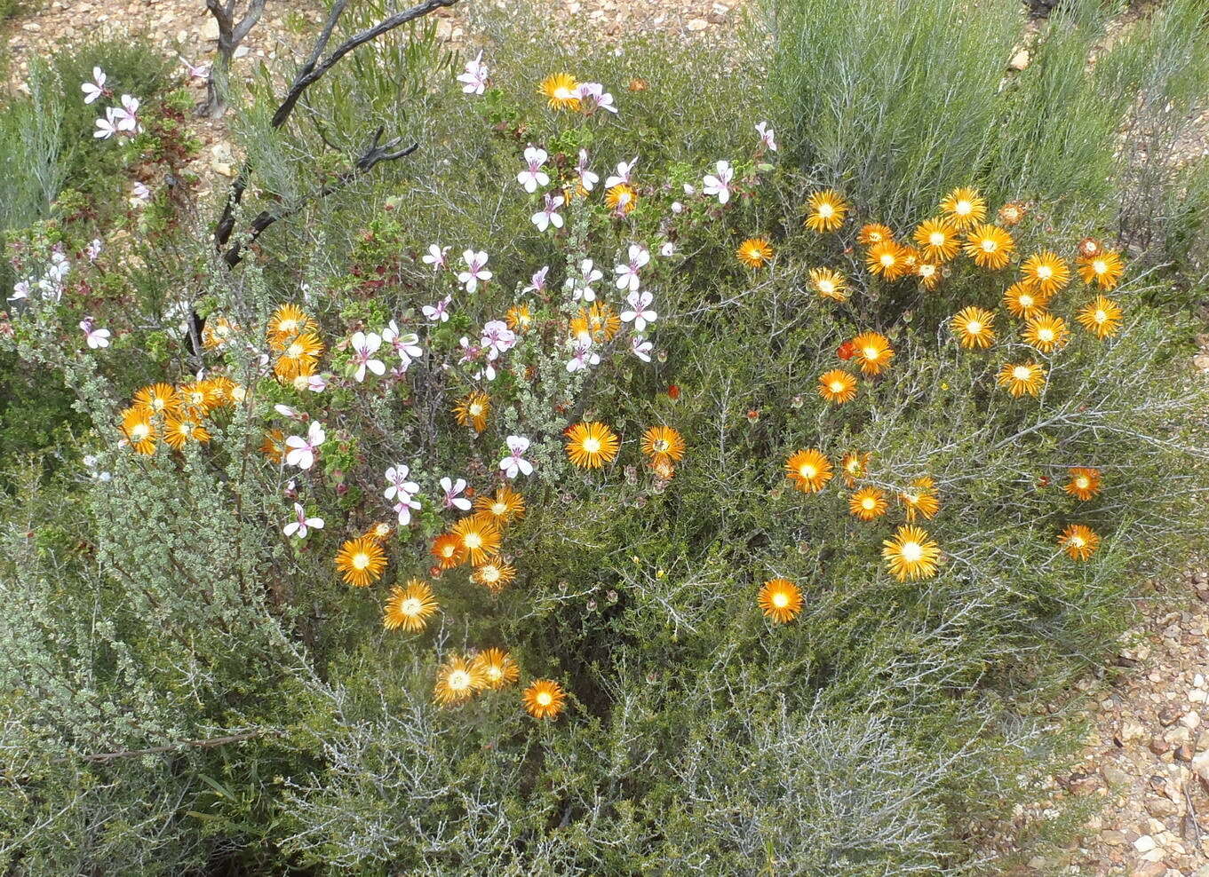 Imagem de Drosanthemum bicolor L. Bol.