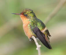 Image of Tufted Coquette