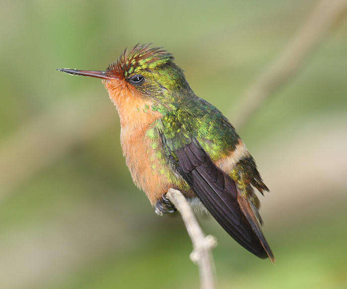 Lophornis ornatus (Boddaert 1783) resmi