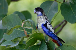 Image of Northern Rosella