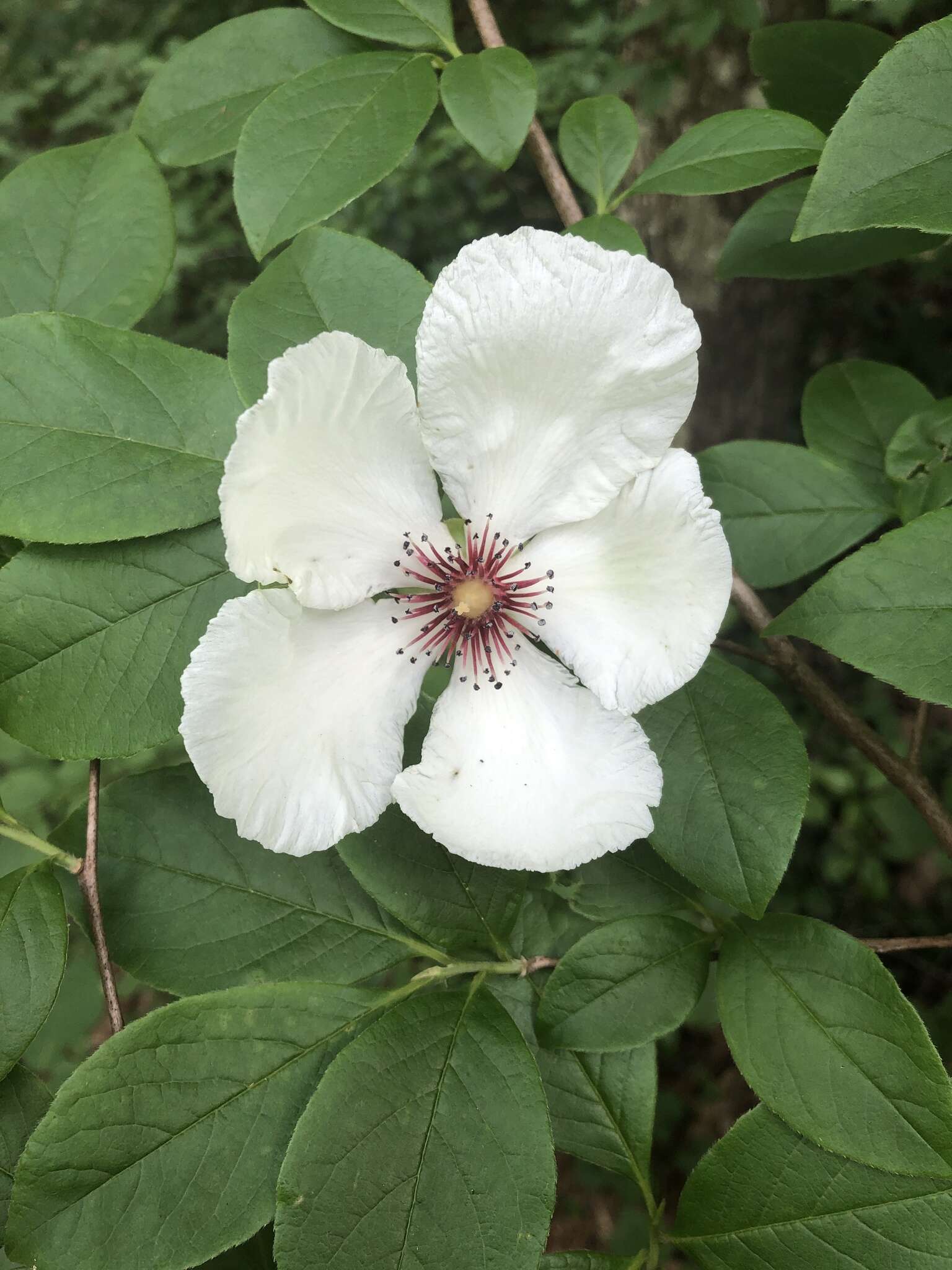 Imagem de Stewartia malacodendron L.