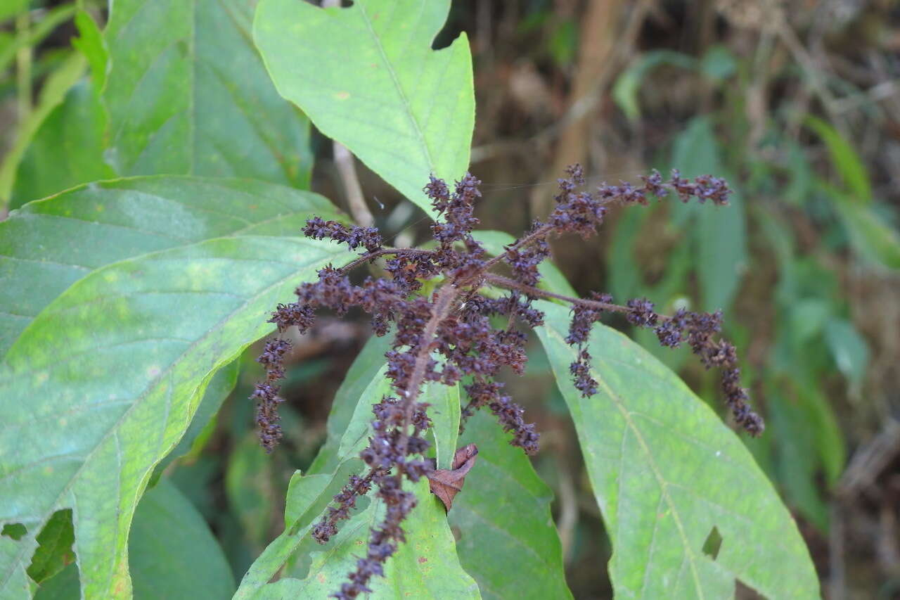 Wendlandia uvariifolia Hance resmi