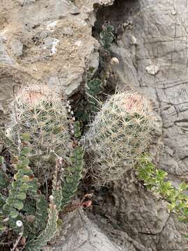 Image of Escobaria tuberculosa subsp. tuberculosa