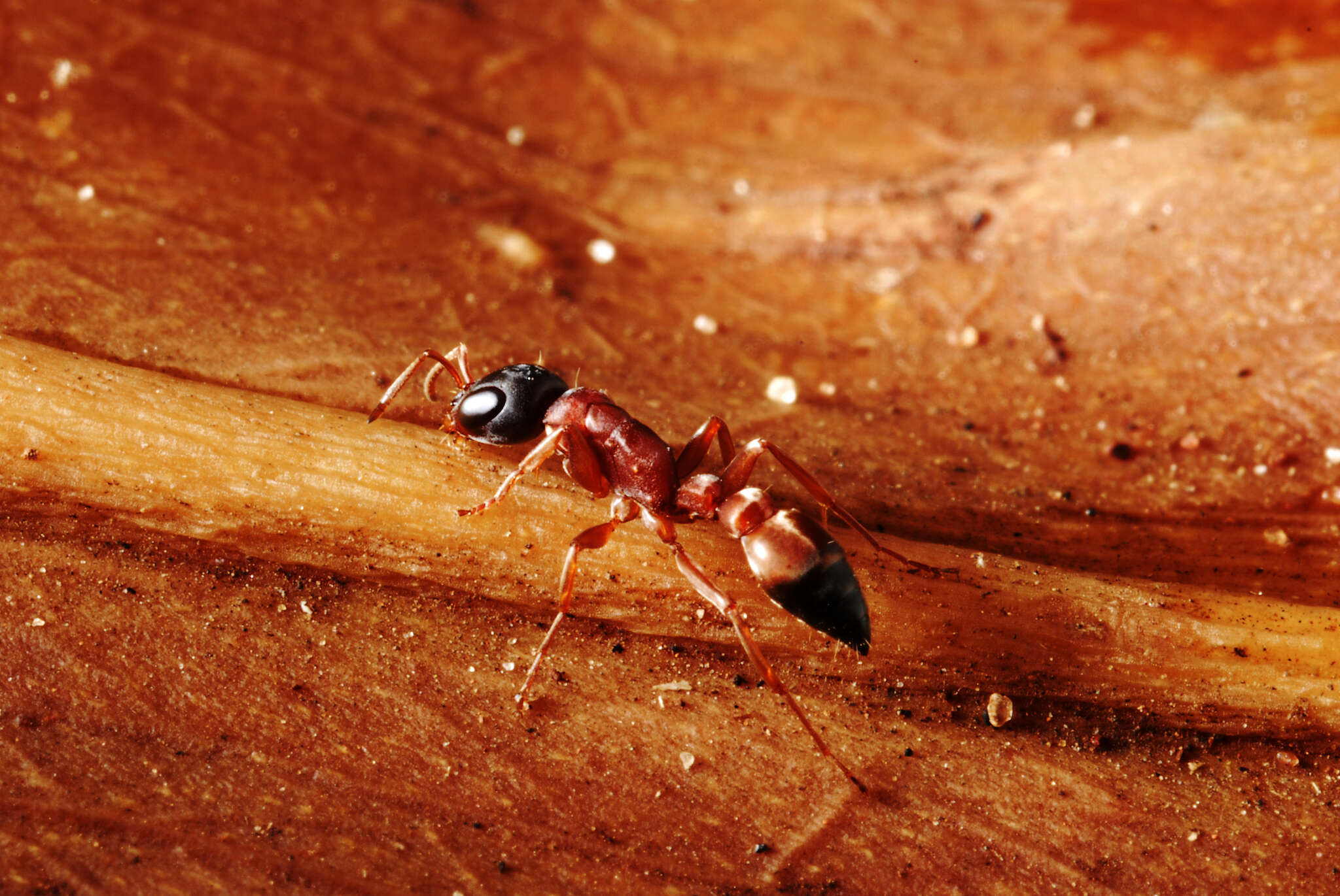 Image of Pseudomyrmex termitarius (Smith 1855)