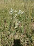 Image of Wright's Eryngo