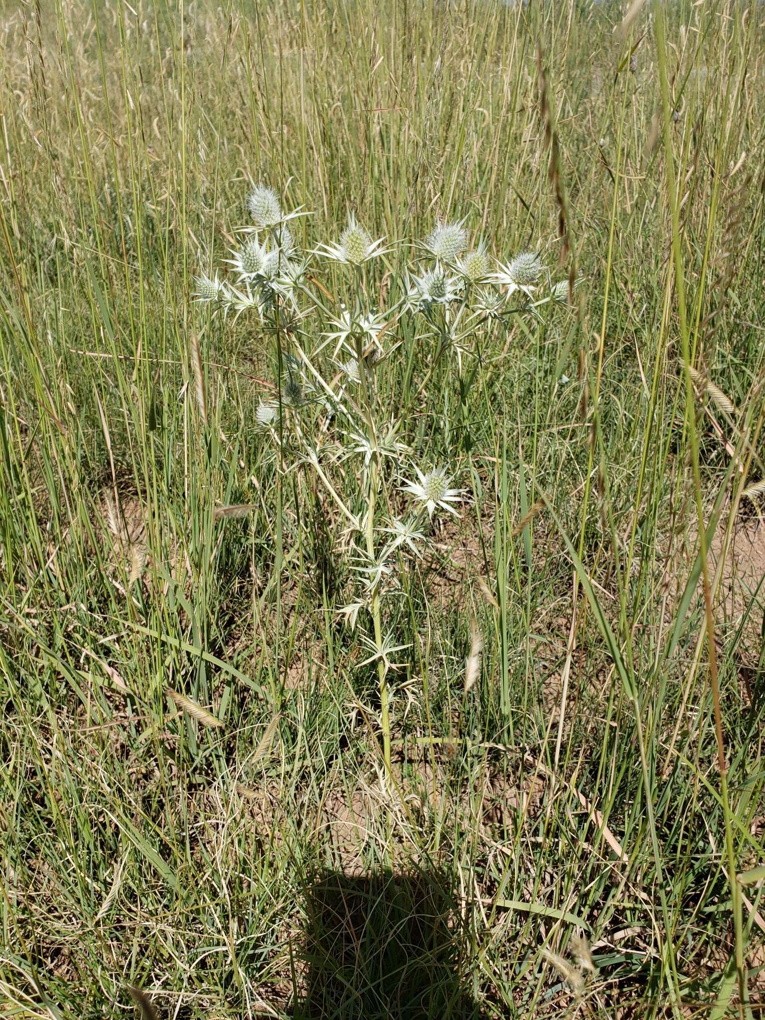 Image of Wright's Eryngo