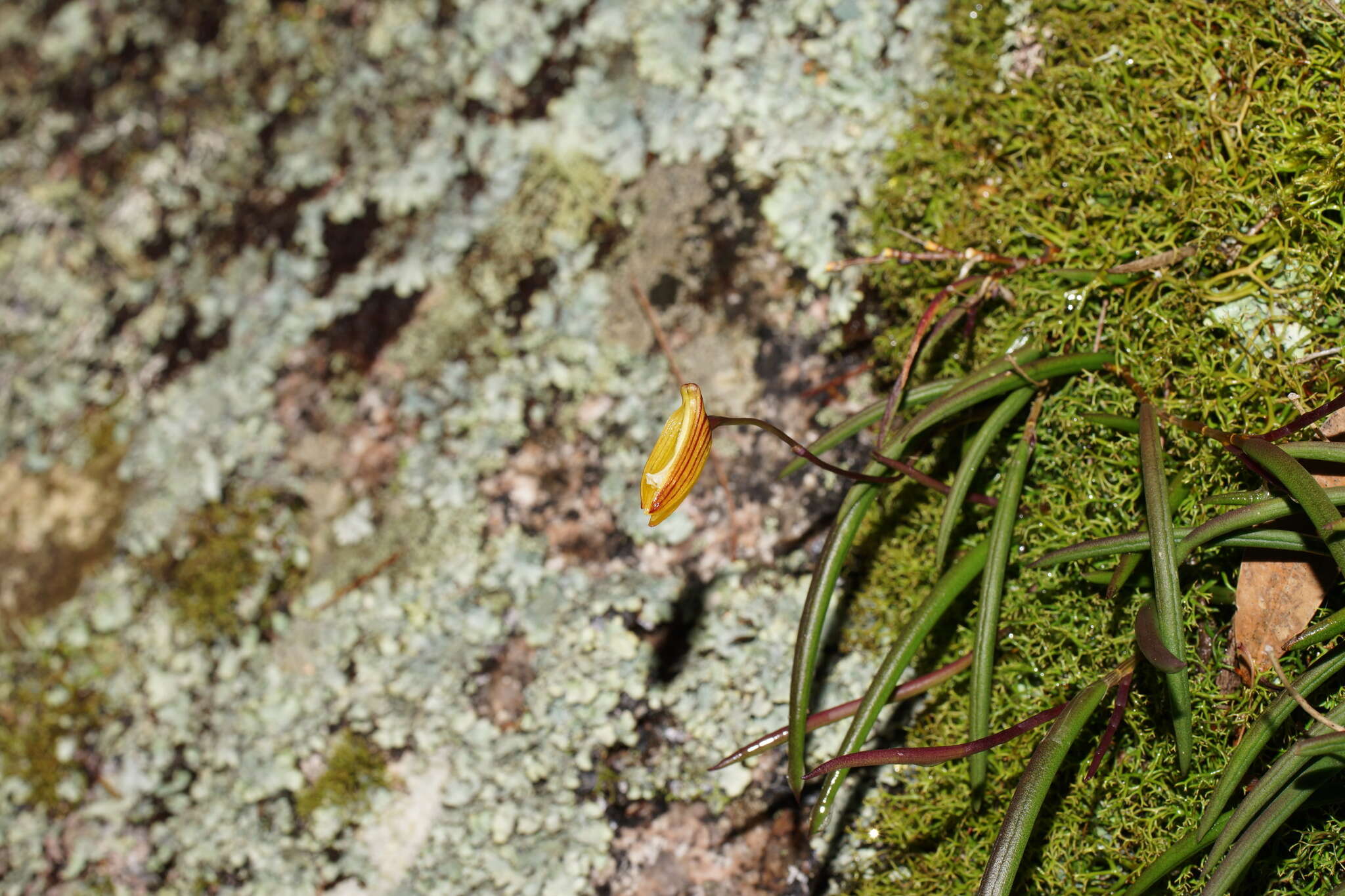 Imagem de Dendrobium striolatum Rchb. fil.