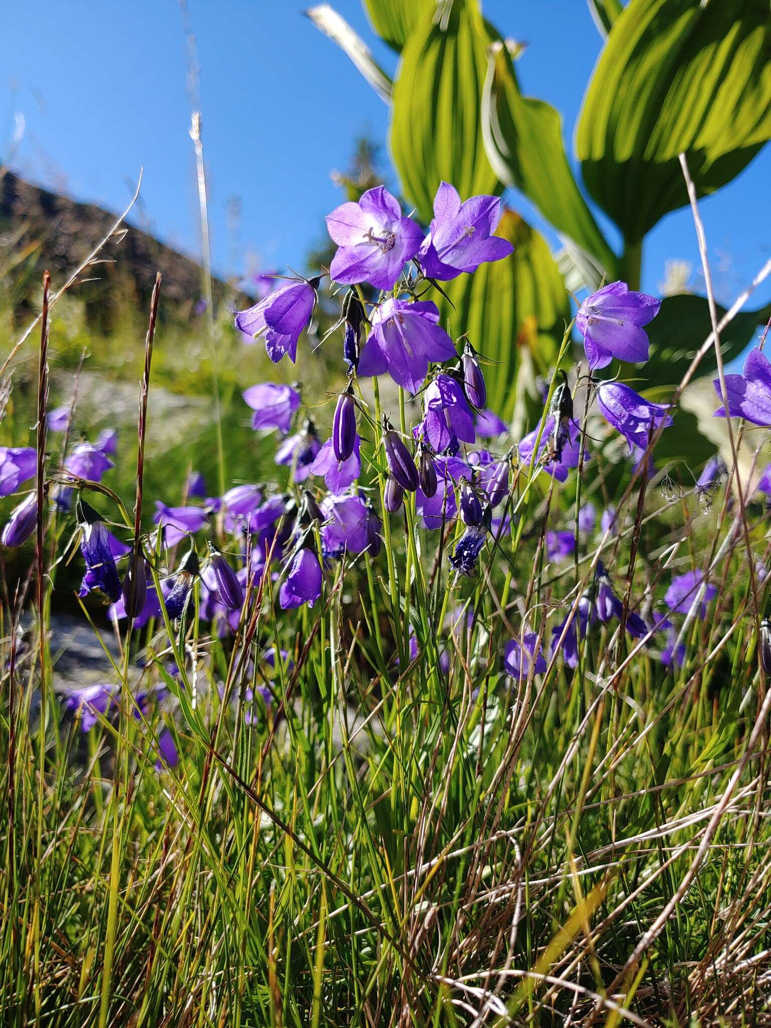 Image of Campanula serrata (Kit. ex Schult.) Hendrych