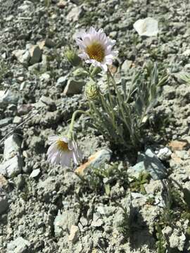 Image de Xylorhiza venusta (M. E. Jones) Heller