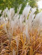 Imagem de Miscanthus sacchariflorus (Maxim.) Benth. & Hook. fil. ex Franch.