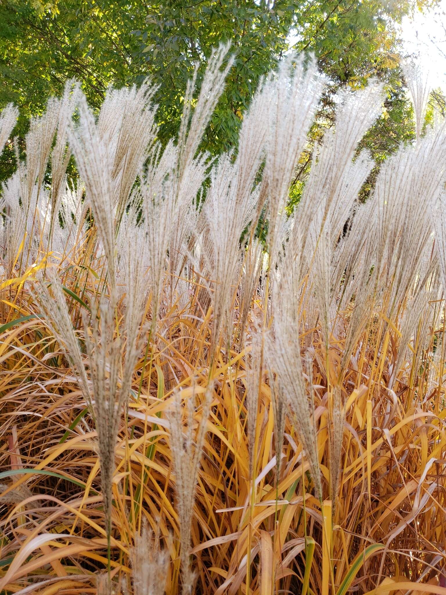 Imagem de Miscanthus sacchariflorus (Maxim.) Benth. & Hook. fil. ex Franch.