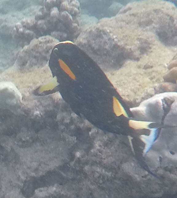 Image of Gendarme Fish