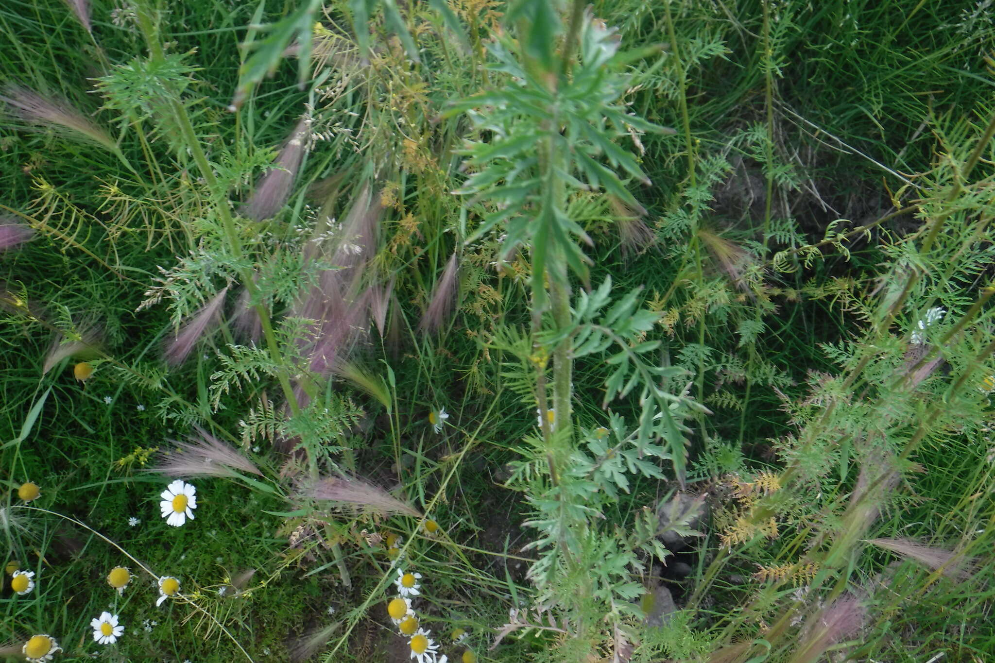 Image of northern tansymustard