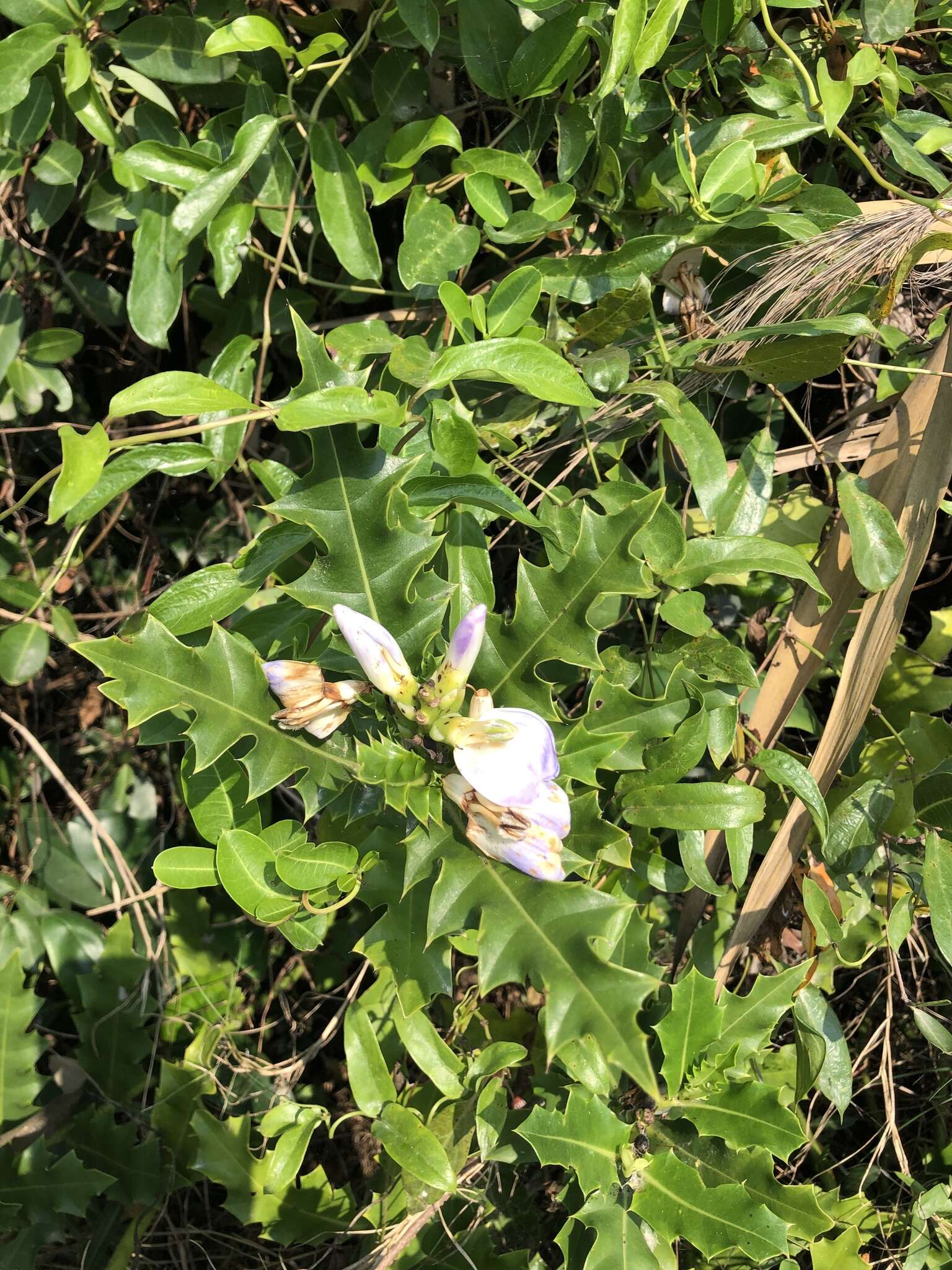 Image of Holy Mangrove