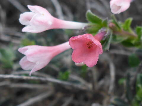 Lithodora hispidula subsp. versicolor Meikle resmi