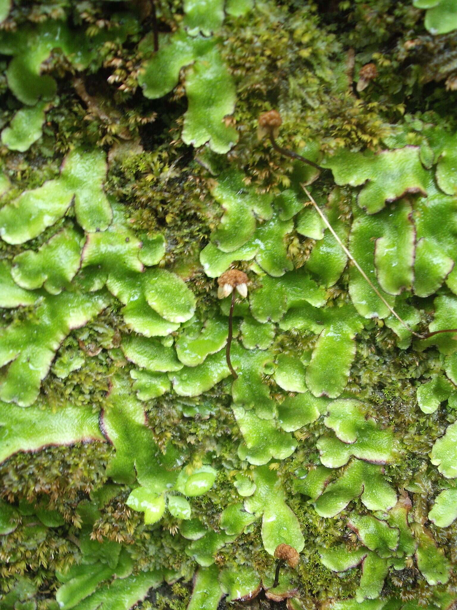 Image of Asterella australis (Hook. fil. & Taylor) Verd.