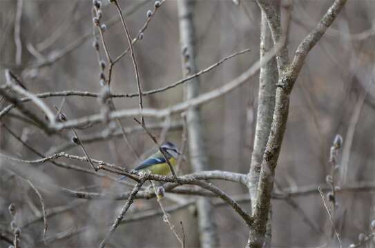 Image of Eurasian Blue Tit