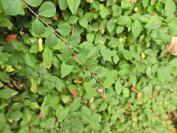 Image of Symphoricarpos × doorenbosii