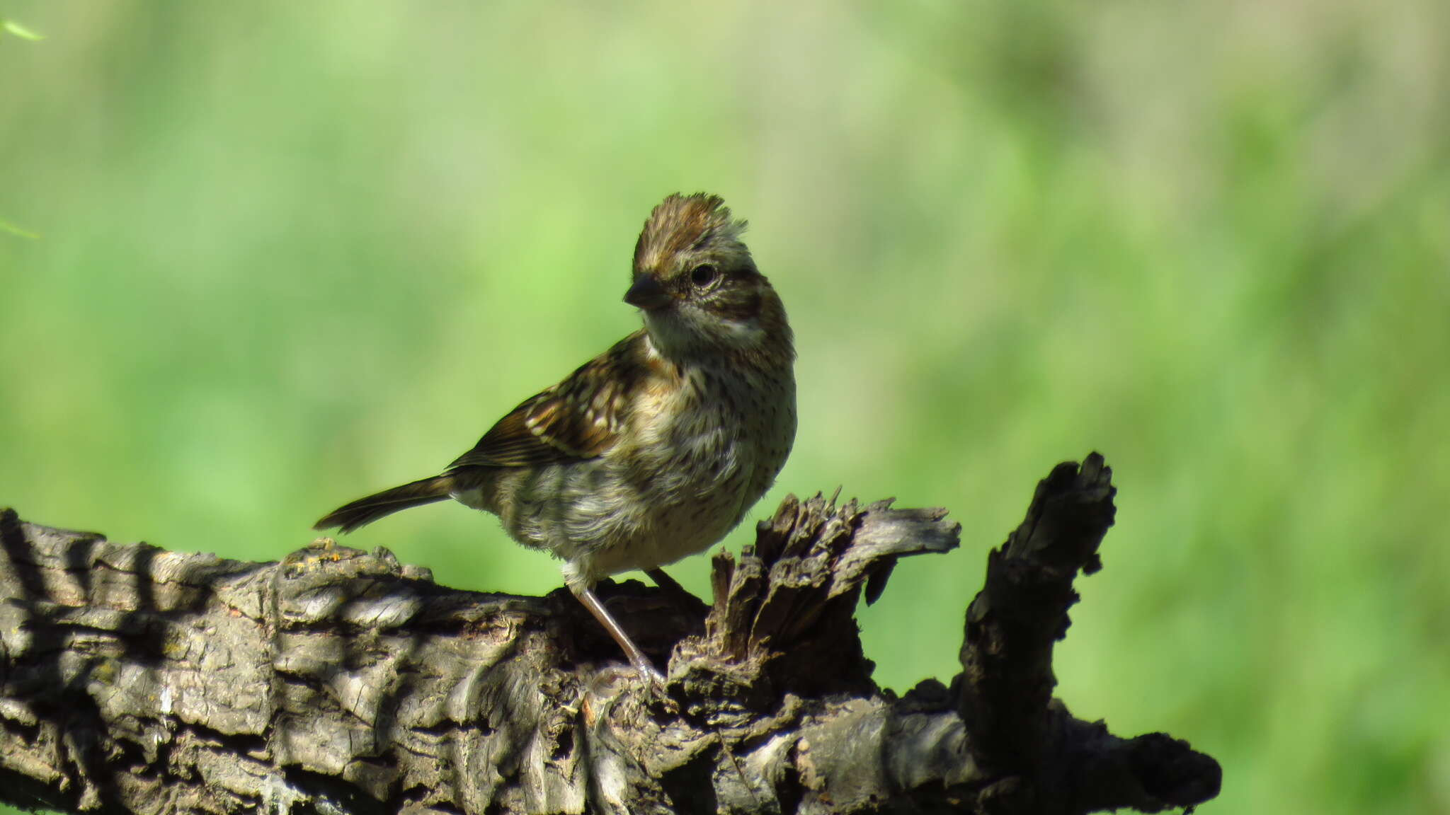 Image of Rufous-collared Sparrow