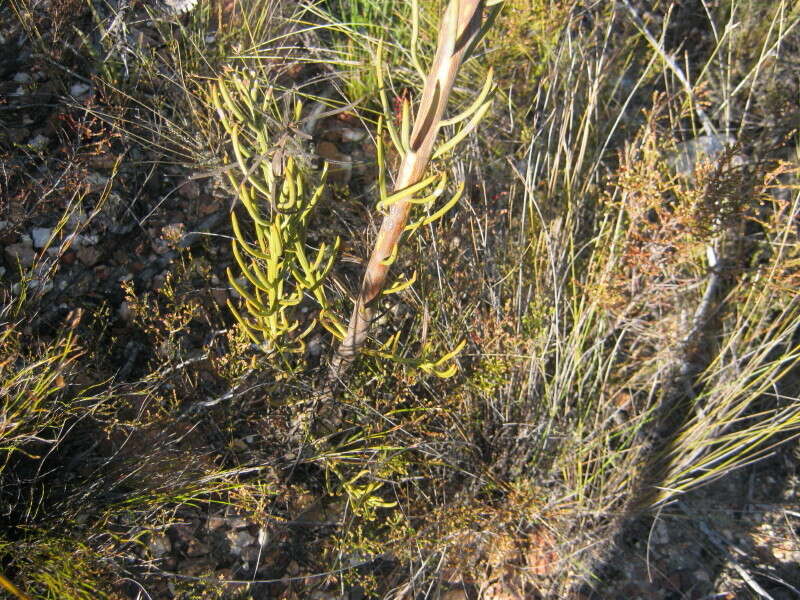 Image of Thesium strictum P. J. Berg.