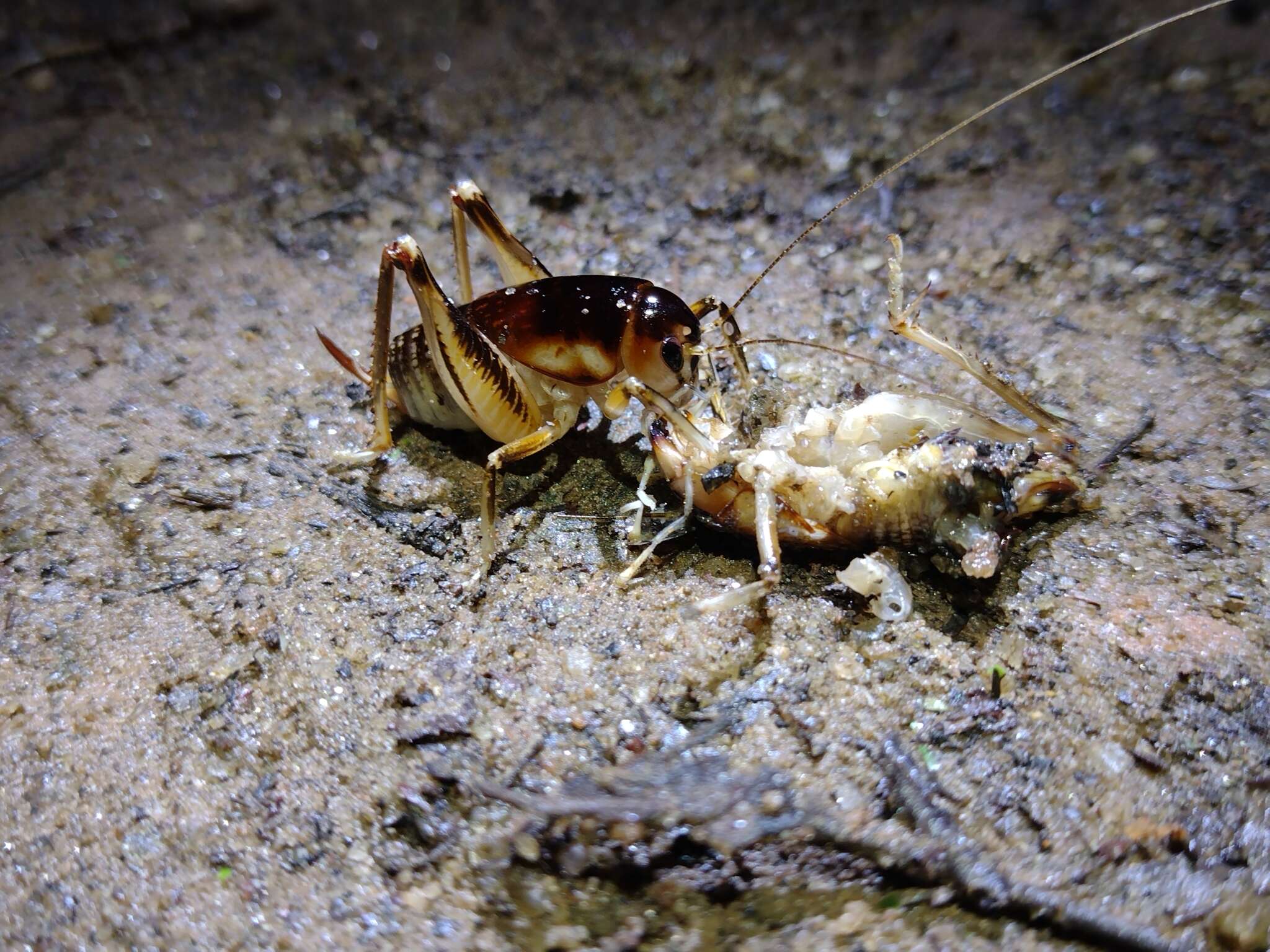 Image of Apotetamenus clipeatus Brunner von Wattenwyl 1888