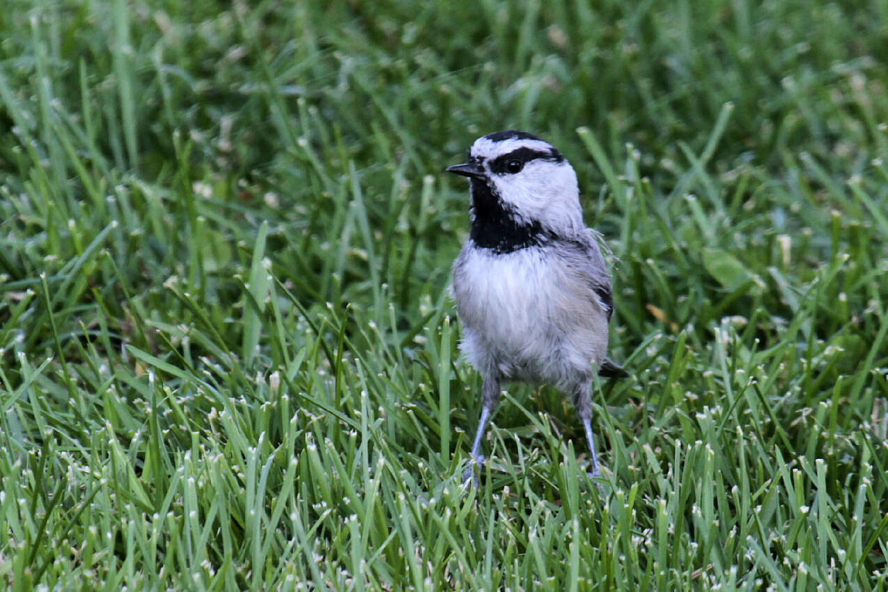 Image of Mountain Chickadee